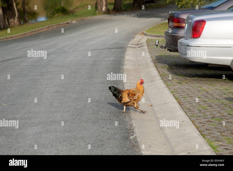 Germany - chicken road casino