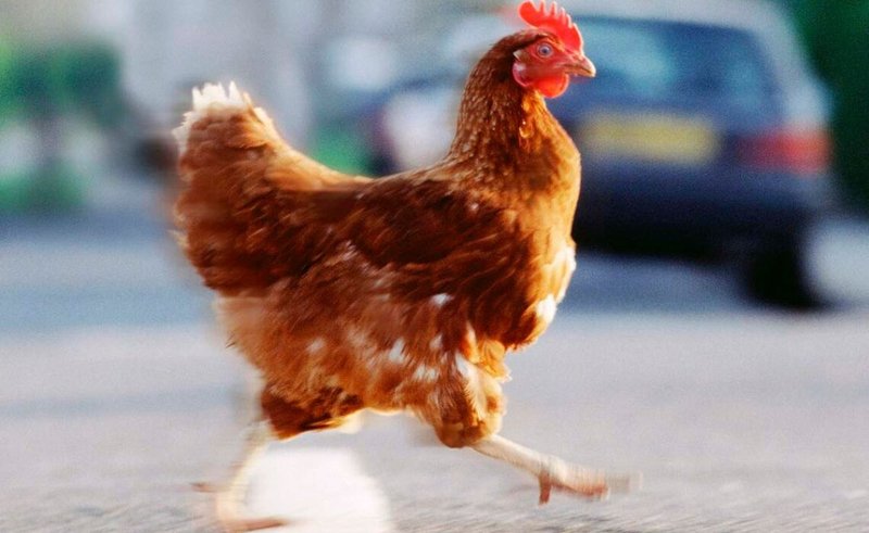 Best chicken road game in Spain